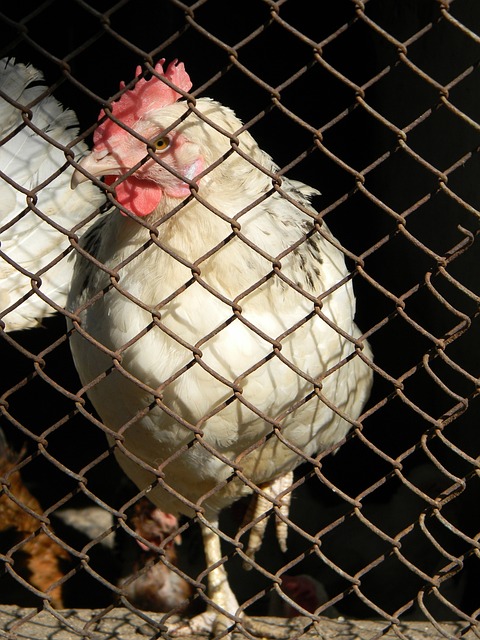 是比利亚雷 是比利亚雷