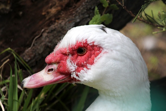 便是一項 便是一項